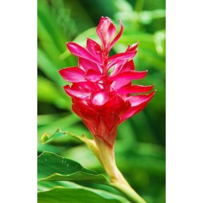 Củ hoa giềng tía