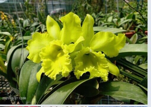 [HCM]Lan Cattleya Xanh Đài Loan - cây con