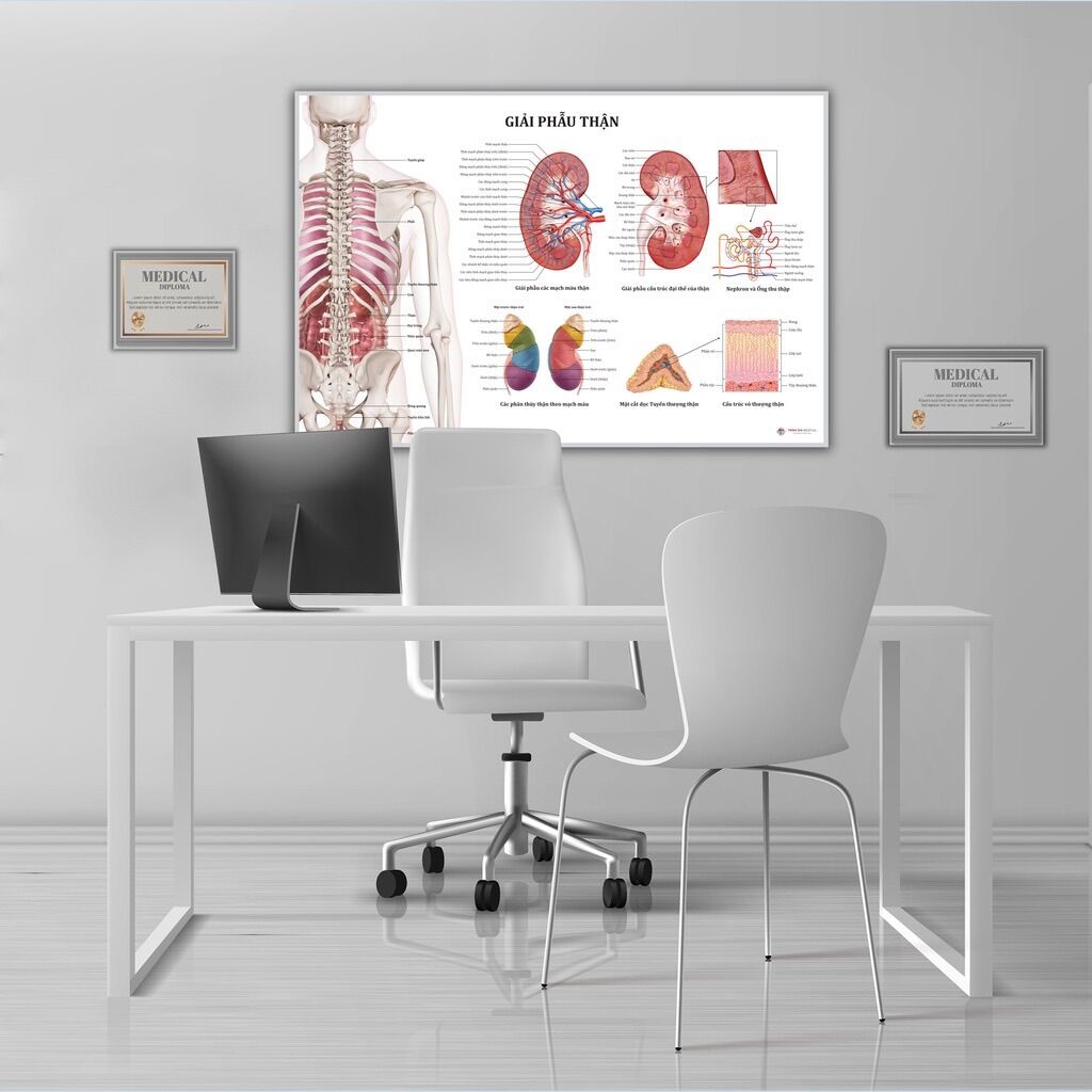 Tranh giải phẫu Thận - 50x75cm - Decal dán