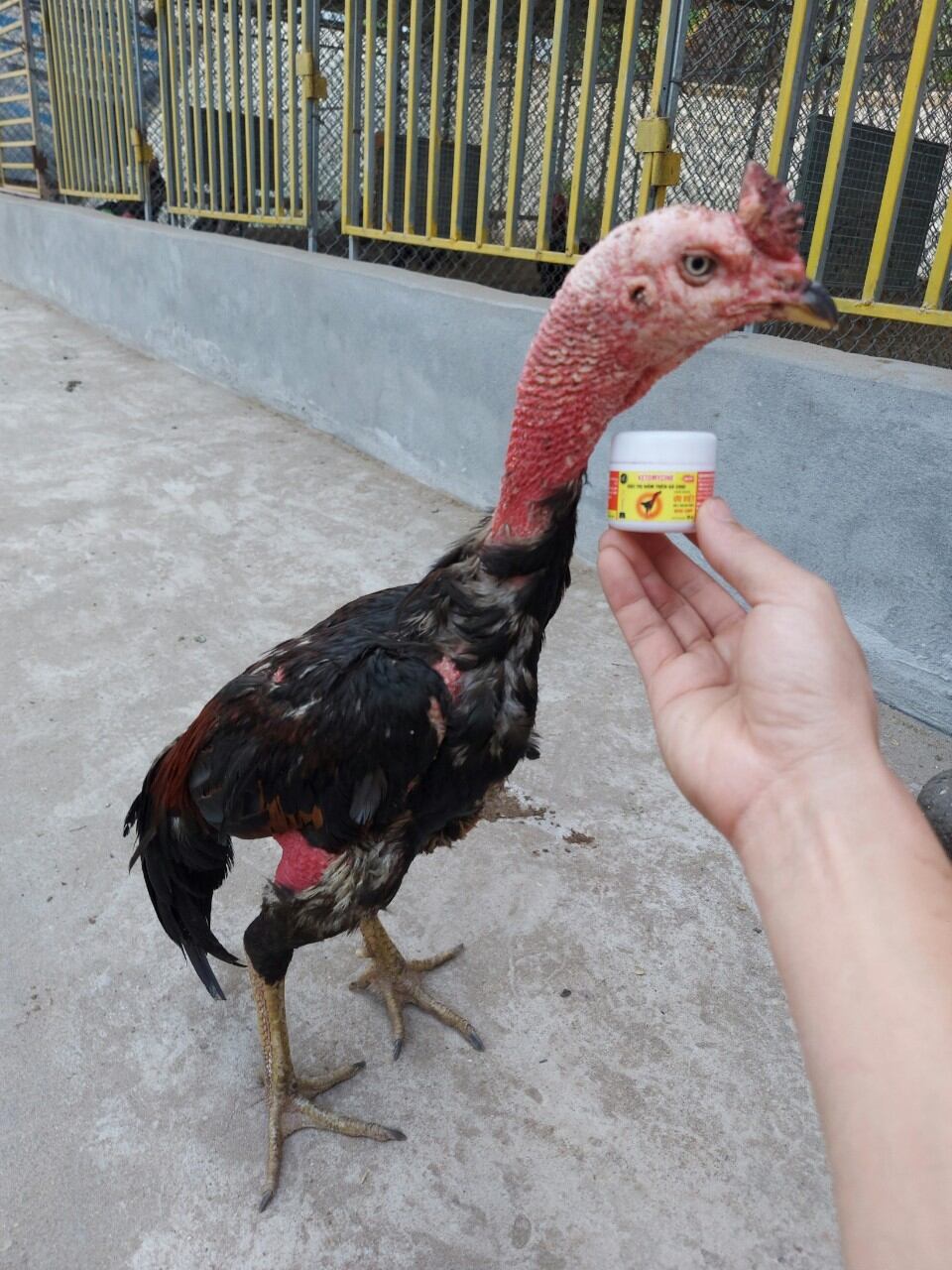 Mốc lác ưu việt gà đá gà chọi
