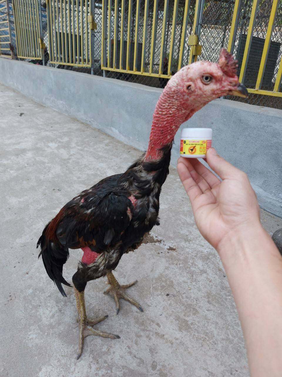 mốc lác ưu việt gà đá gà chọi