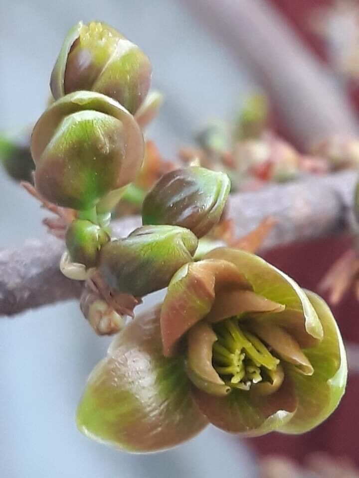 Hoa mai xanh Phước Lộc Thọ_cây ghép chuẩn