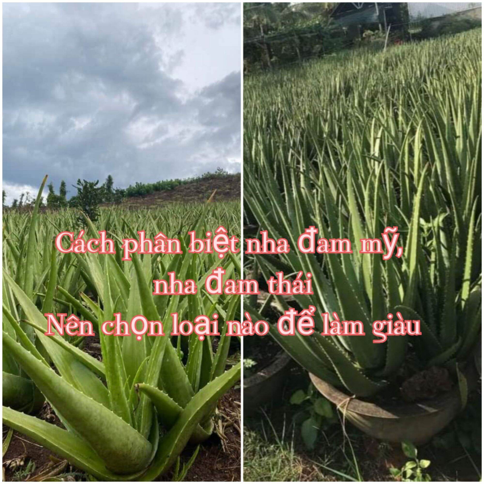 Cây Nha Đam Thái to. 