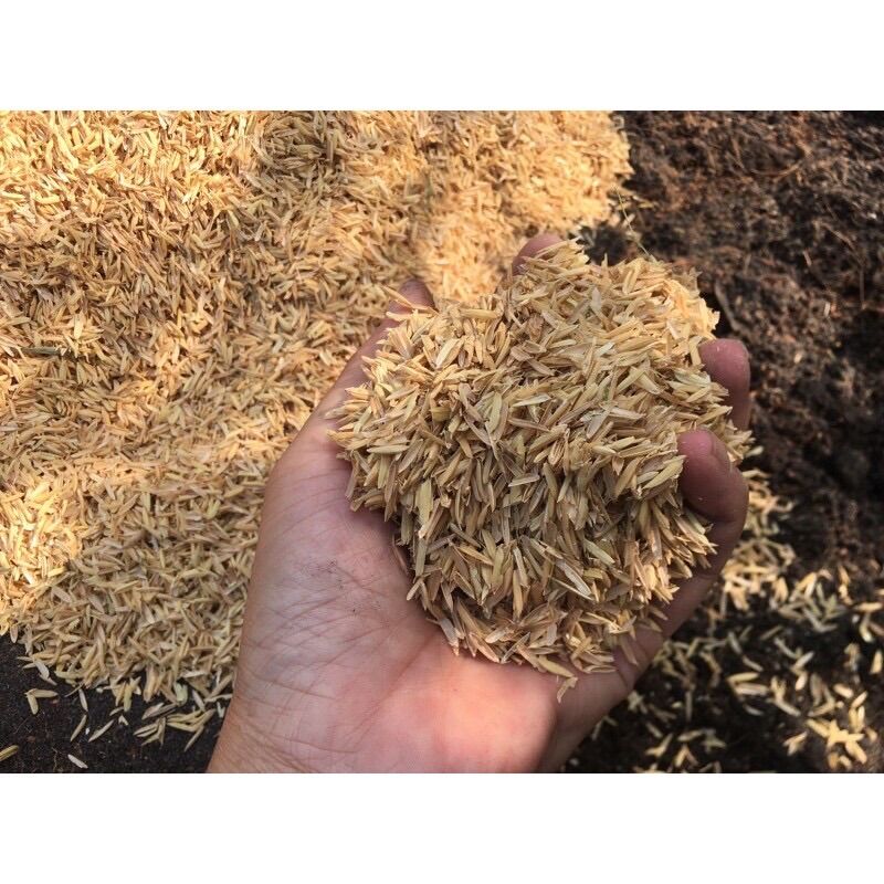 1kg trấu sống trồng cây- vỏ trấu tươi giúp xốp đất