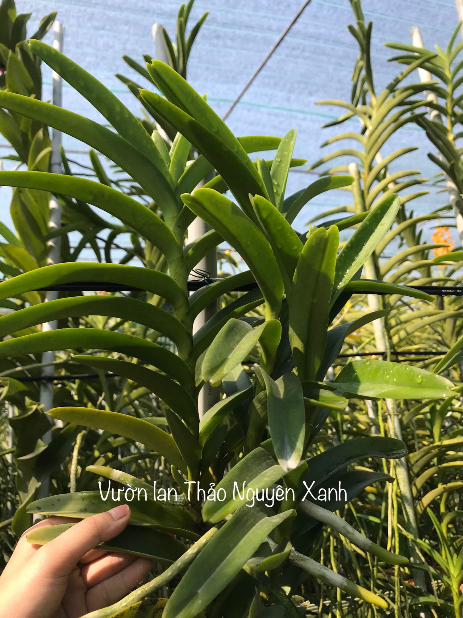Lan Mokara Con Màu Đỏ - Cao 20-40cm