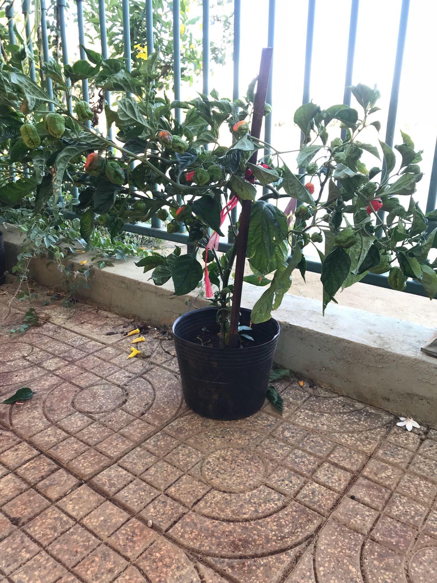 Cây ớt Carolina reaper red, ớt cây nhất thế giới, cây đang trái