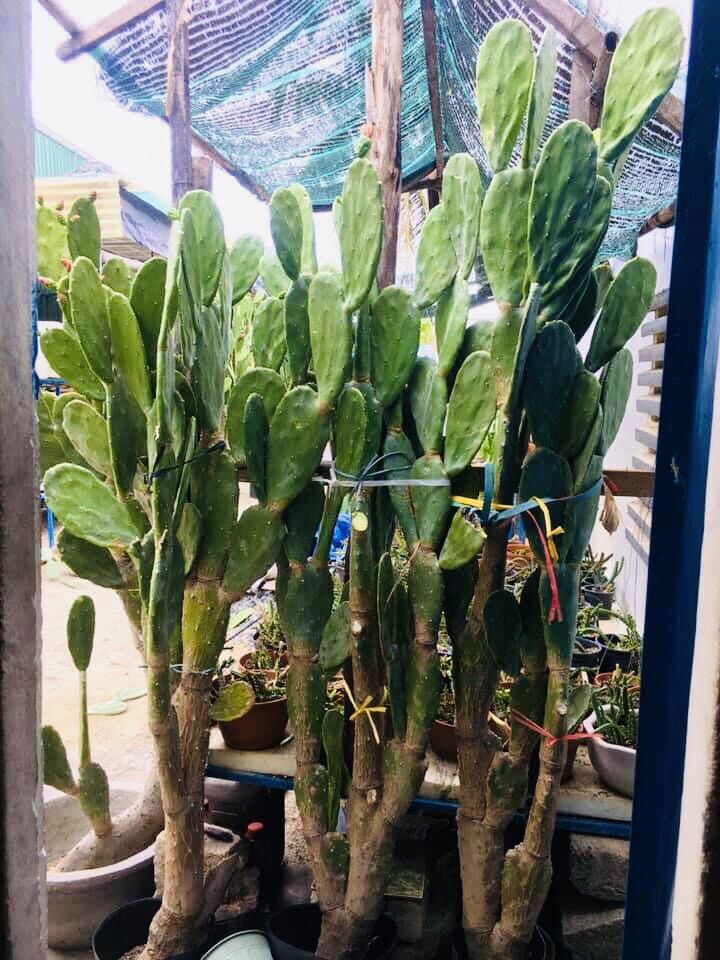 Xương rồng tai thỏ. ( Loại cao  1,5- 1,8m)