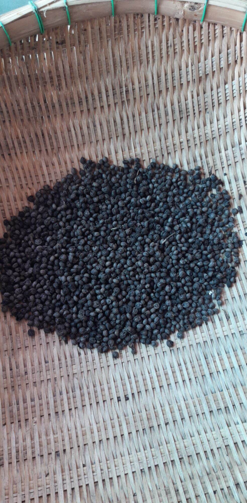 Hạt giống sương sâm lông 50 hạt