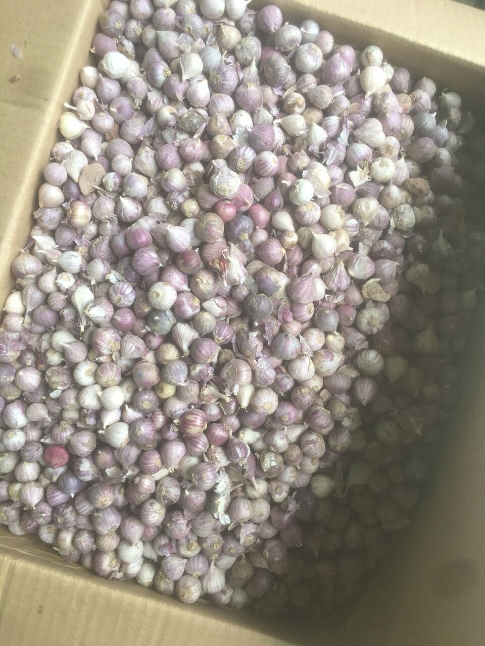 1kg tỏi cô đơn
