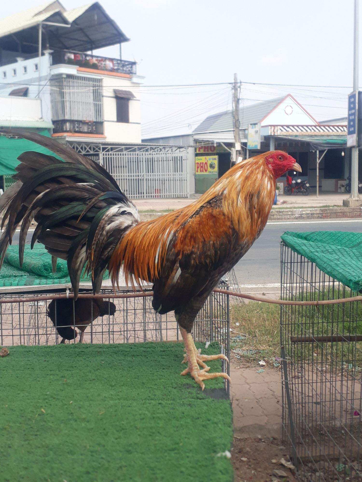 10 TRỨNG GÀ MỸ  ẤP NỞ CON GIỐNG ,TẶN THÊM 2 TRỨNG .TRẠI GÀ NÒI THÀNH ĐÔNG LONG AN.