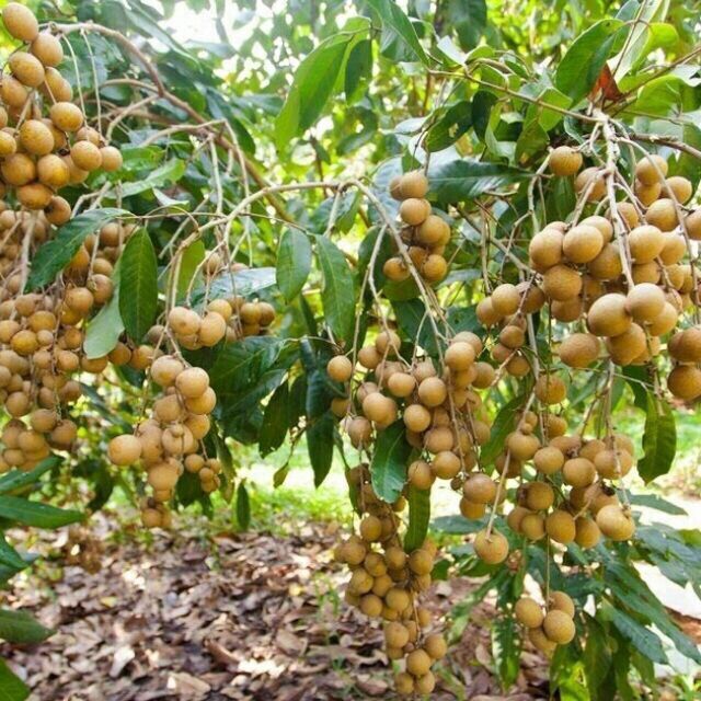 Cây giống nhãn xuồng cơm vàng ươm từ hạt
