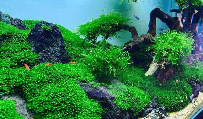 Betta Rồng Vàng - Form đẹp - Size to