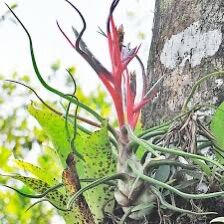 cây không khí bulbosa giant