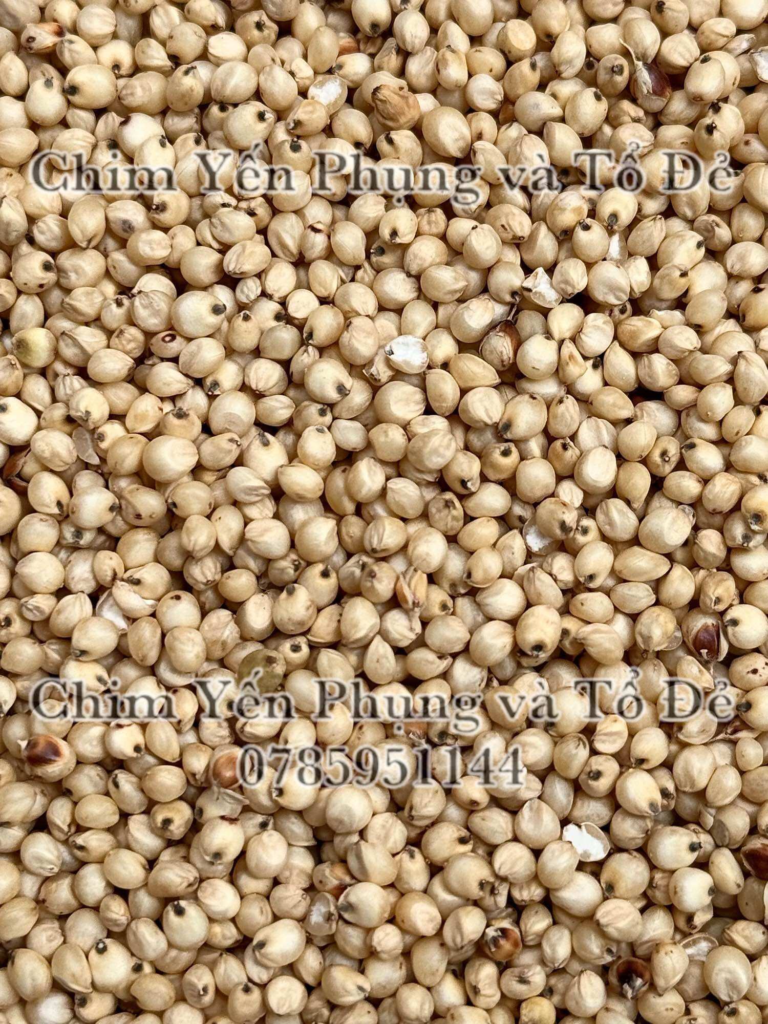 1kg hạt bo bo trắng (ý dĩ)