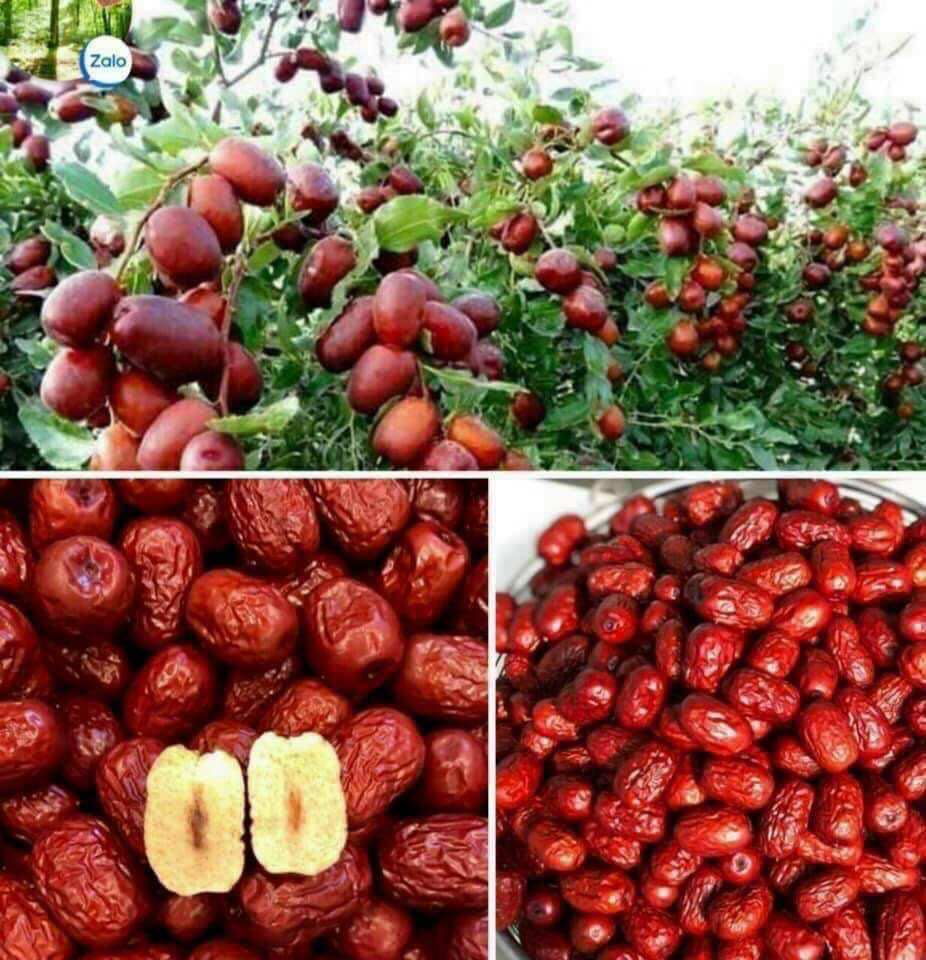 TÁO ĐỎ TÂN CƯƠNG