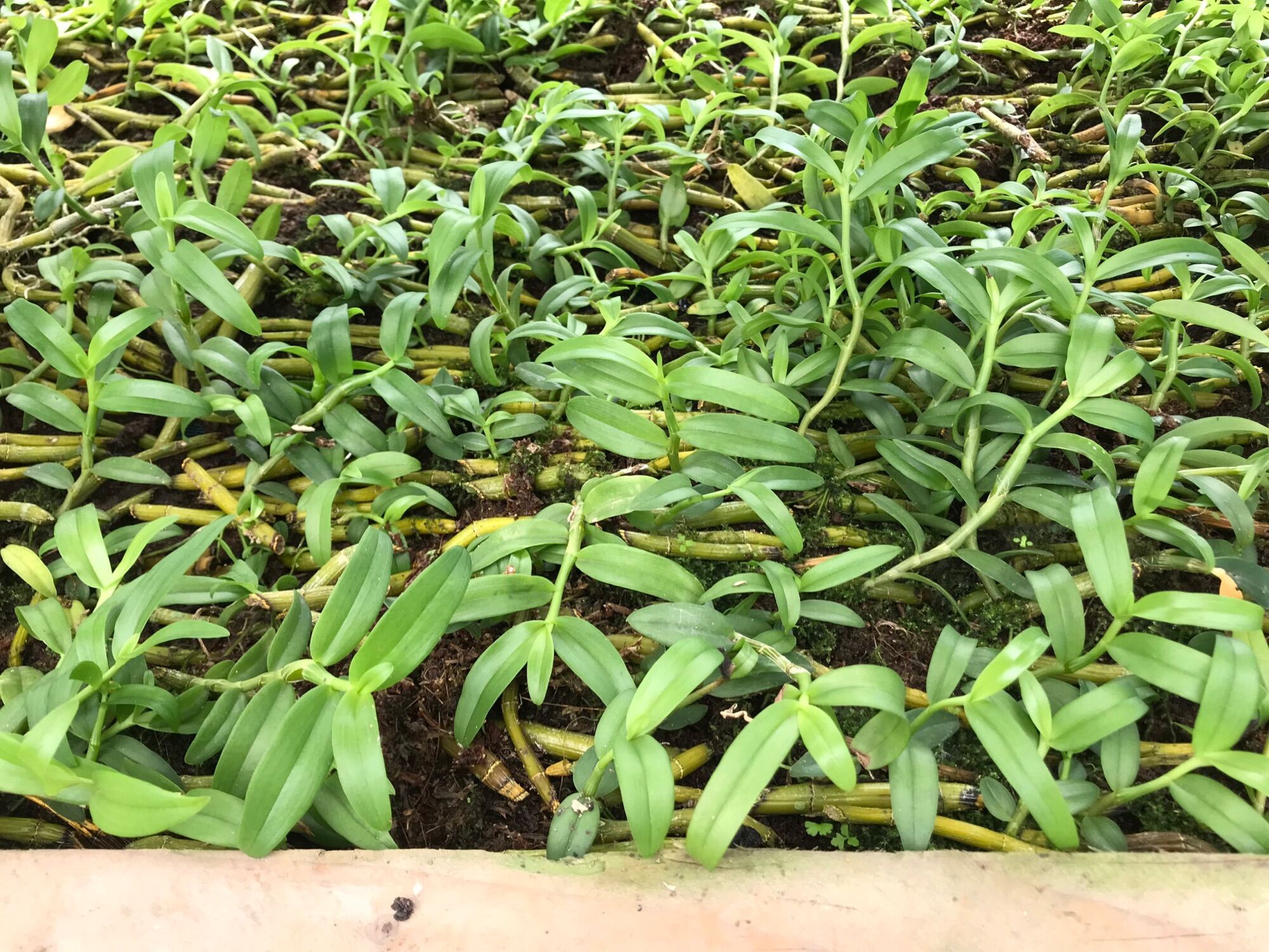 Kie Phi Điệp Chớp Mỹ - Chuẩn Mặt Hoa
