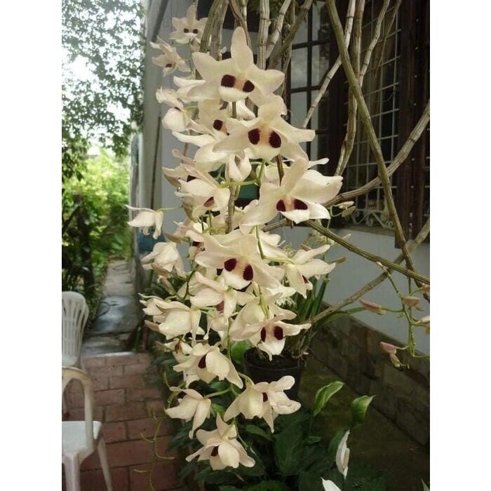 Hoa Lan Hoàng Thảo Thái Bình(khóm 50cm trở lên)