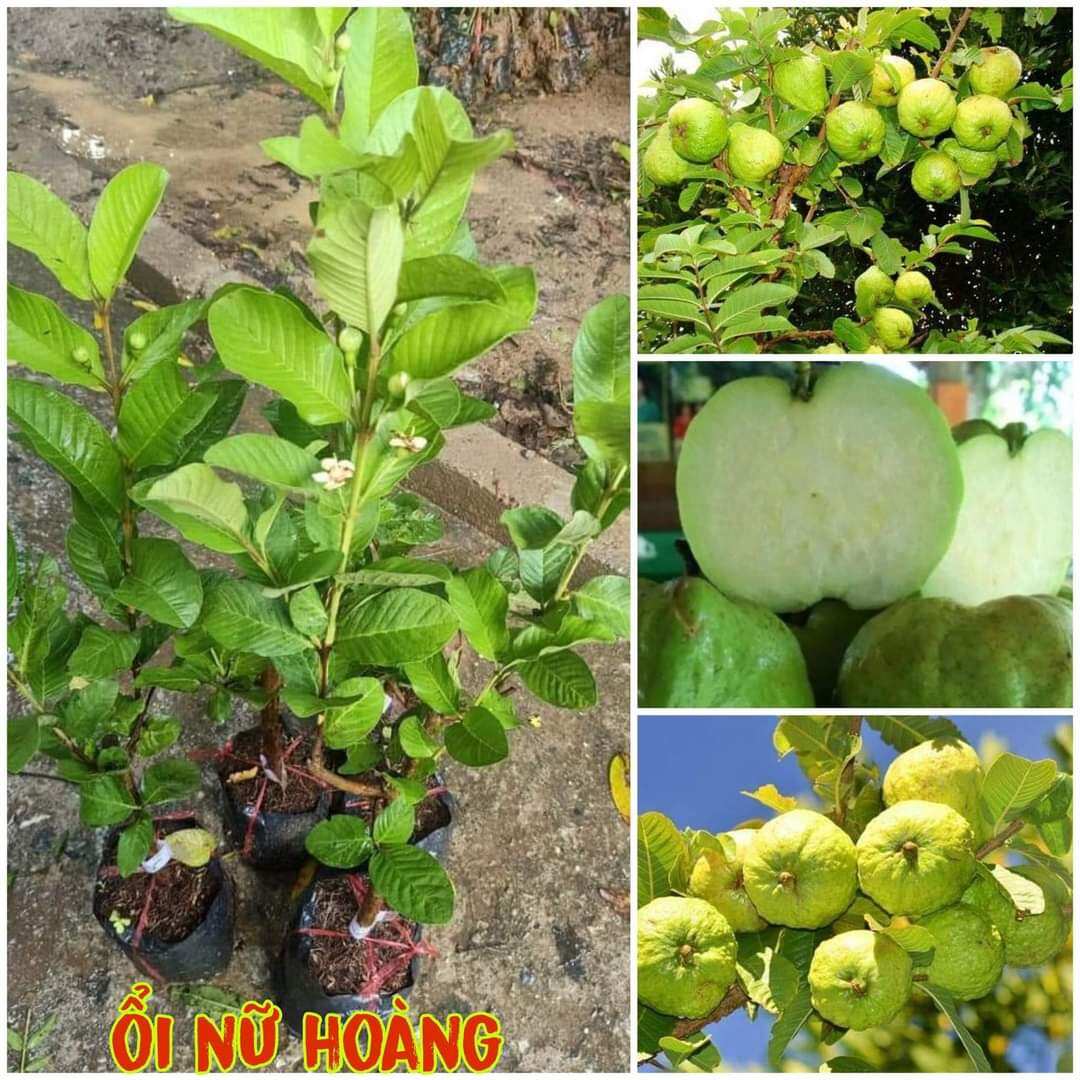 1 cây ổi nữ hoàng có sẵn bông hoặc trái