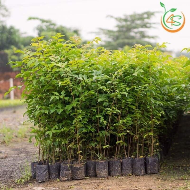 Cây Giống Hoa Lạc Tân Phụ(1 cây)