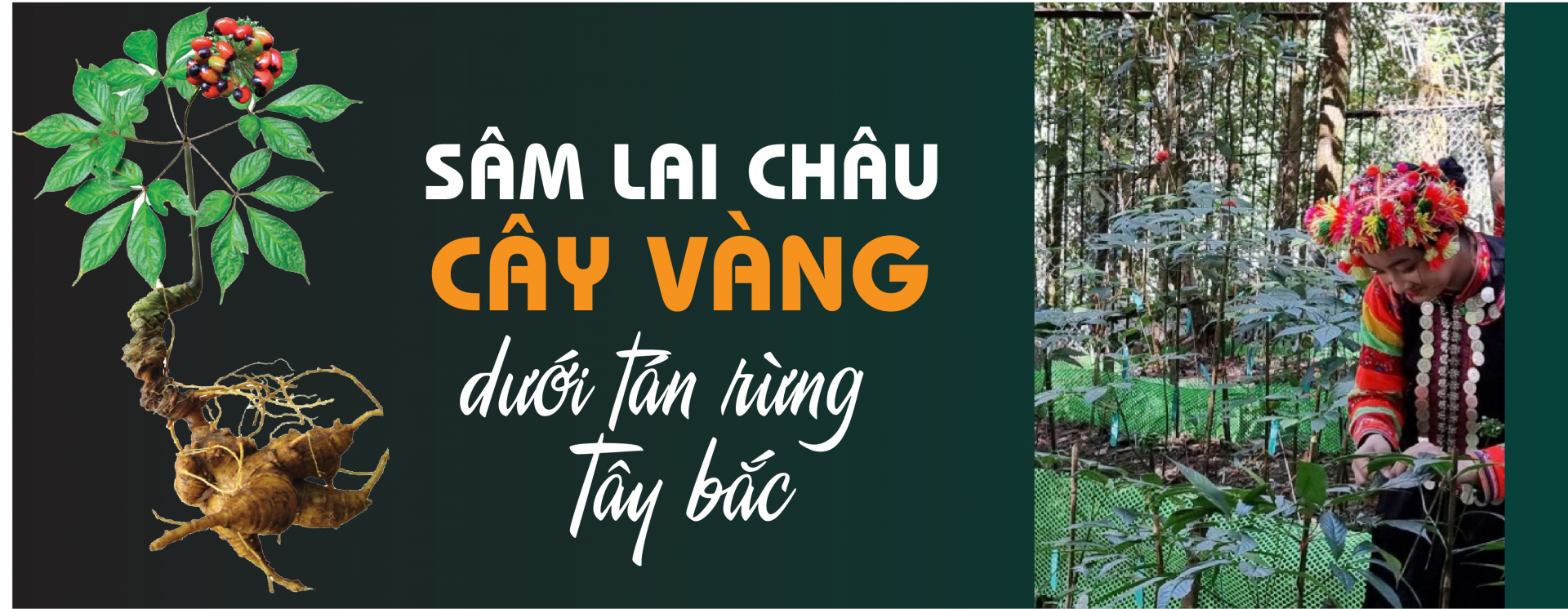 Lá Sâm Lai Châu Sấy (100g)