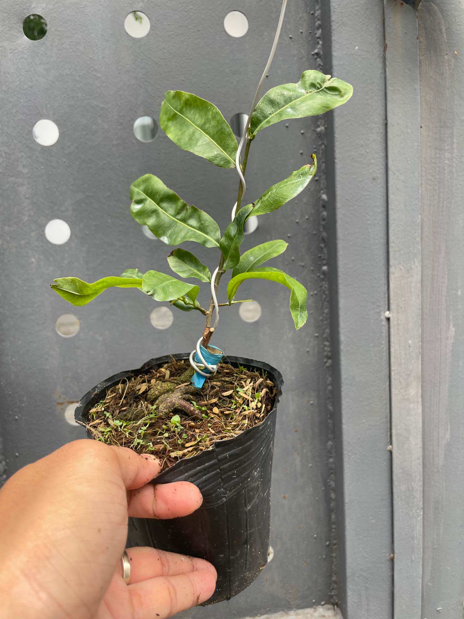 Mai SIÊU BÔNG BÌNH LỢI (chuẩn giống - bảo hành trọn đời)