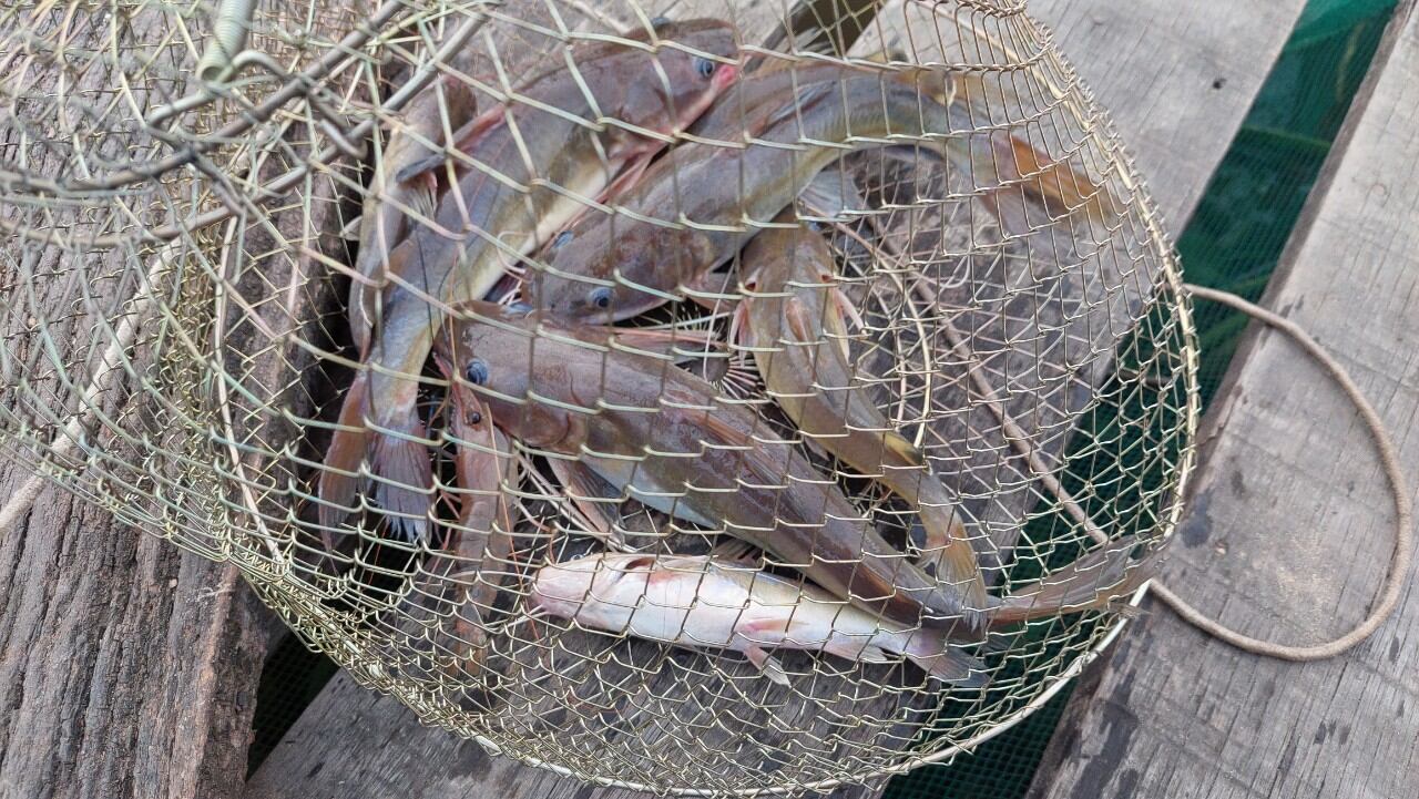 MỒI CÂU CÁ LĂNG THAILAND MẨU MỚI 200G