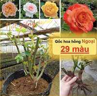 Gốc hoa hồng nhập ngoại đẹp ( Sống 100% - 25 màu tuỳ màu ngẫu nhiên) - Rễ khoẻ, Bông to đẹp
