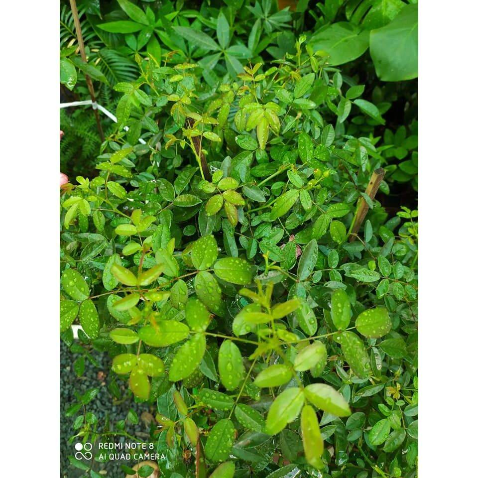 1kg phân Đạm Urê bón cây - Rau hoa mau