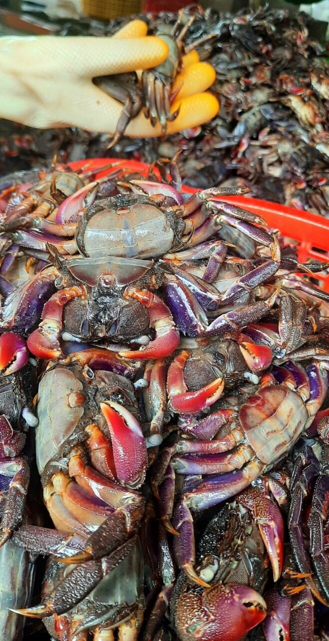 1Kg KHÔNG CÂN NƯỚC BA KHÍA MUỐI NGUYÊN CON CÀ MAU NHIỀU THỊT-ATVSTP