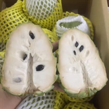 Cây giống Na Dứa