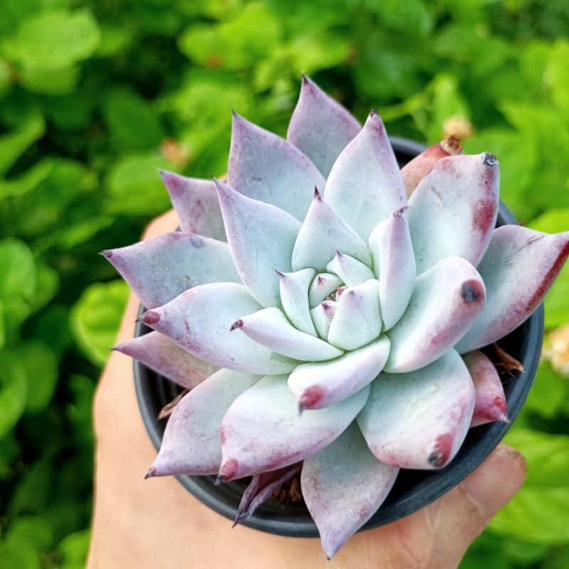 Sale 55%Sen Đá Hồng Phấn rất đẹp!
