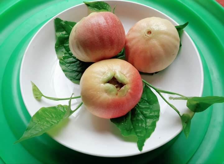 CÂY LÝ, CÂY MẬN LÝ ươm bằng hạt giống  SIÊU QUẢ