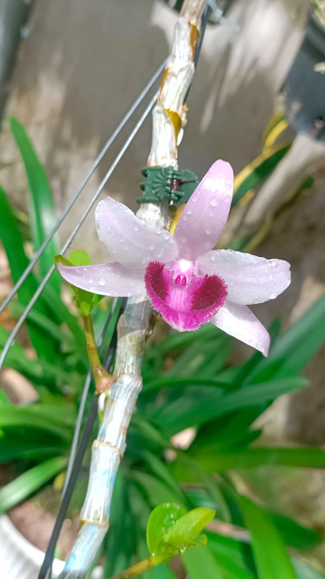 Cây giống hoa lan Giả Hạc Bệt quốc dân