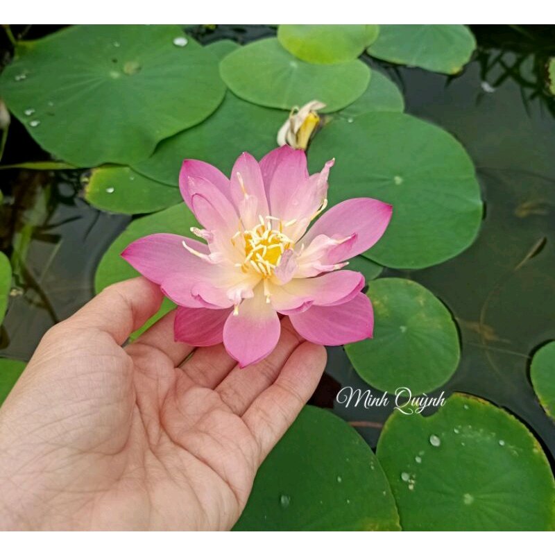 Củ sen giống mini các loại