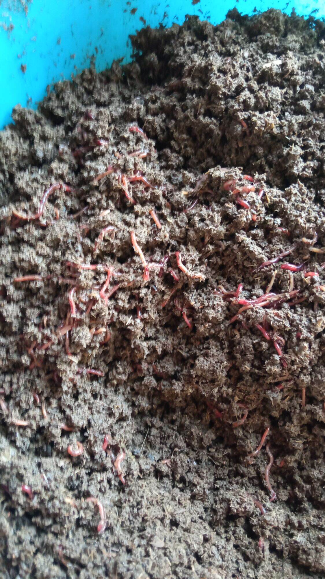 sinh khối trùn quế giống (com bo 2kg sinh khối trùn quế giống, sinh khối có trùn)