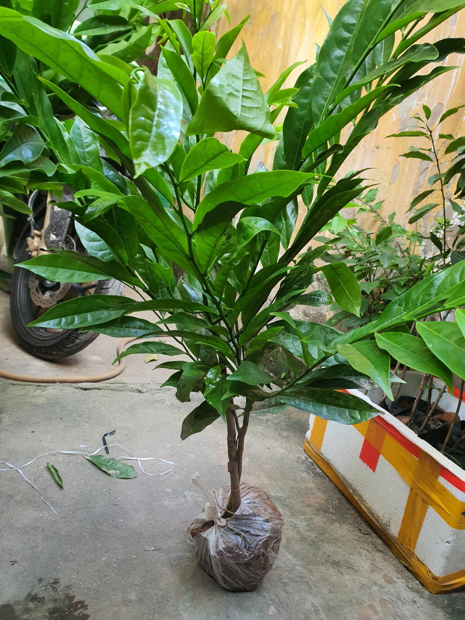 Cây hoa móng rồng hay cây dẻ thơm