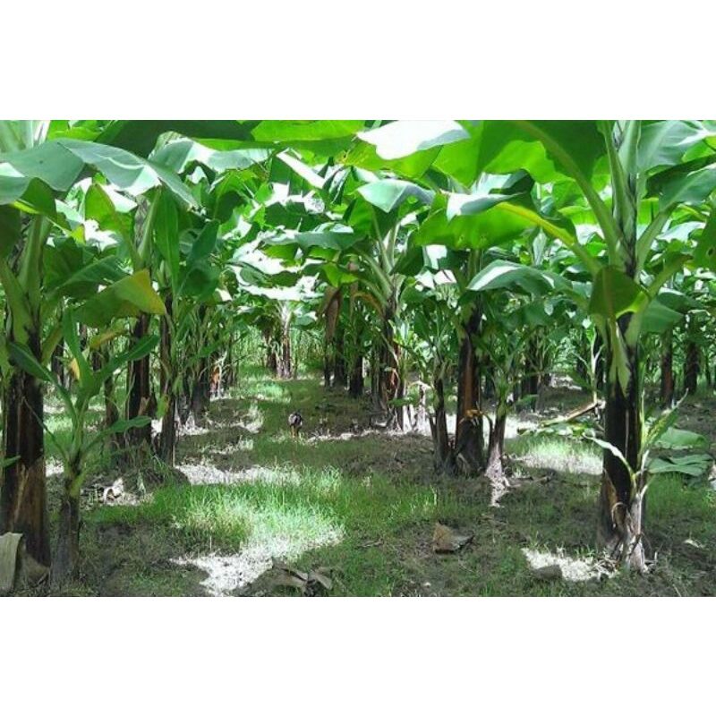 Chuối già Laba (cây giống thuần xứ nóng)