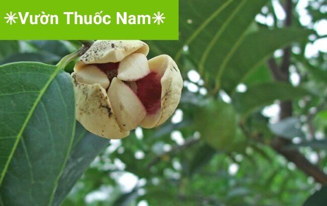 combo 2kg lá bình bát tươi ( chỉ giao miềm nam )