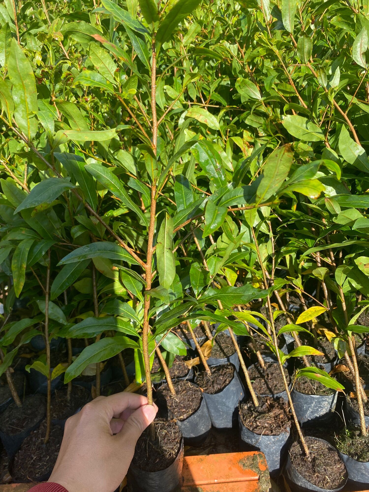 Combo 10 cây mai con 20-30cm ( cây cao tầm gang tay , gieo từ hạt bông 6 cánh ăn lên )