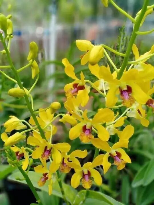 Denro Hoa Thơm Bà Liễu và Pensoda