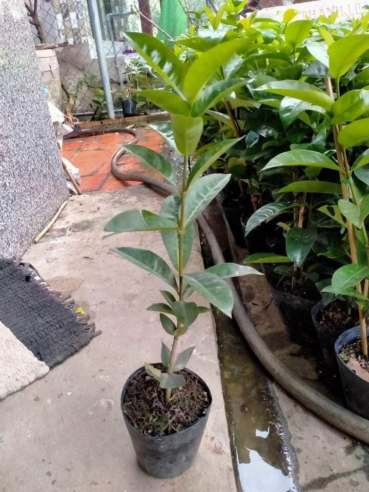 Combo 5 cây giống bông trang mỹ hồng