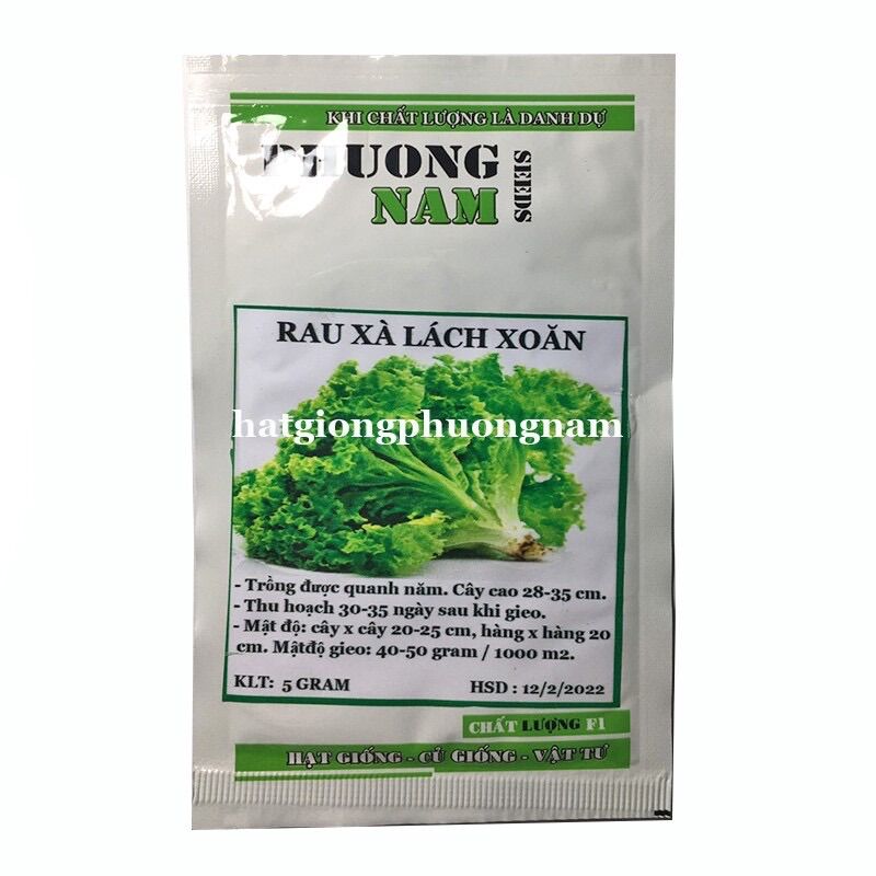 Hạt giống xà lách xoăn