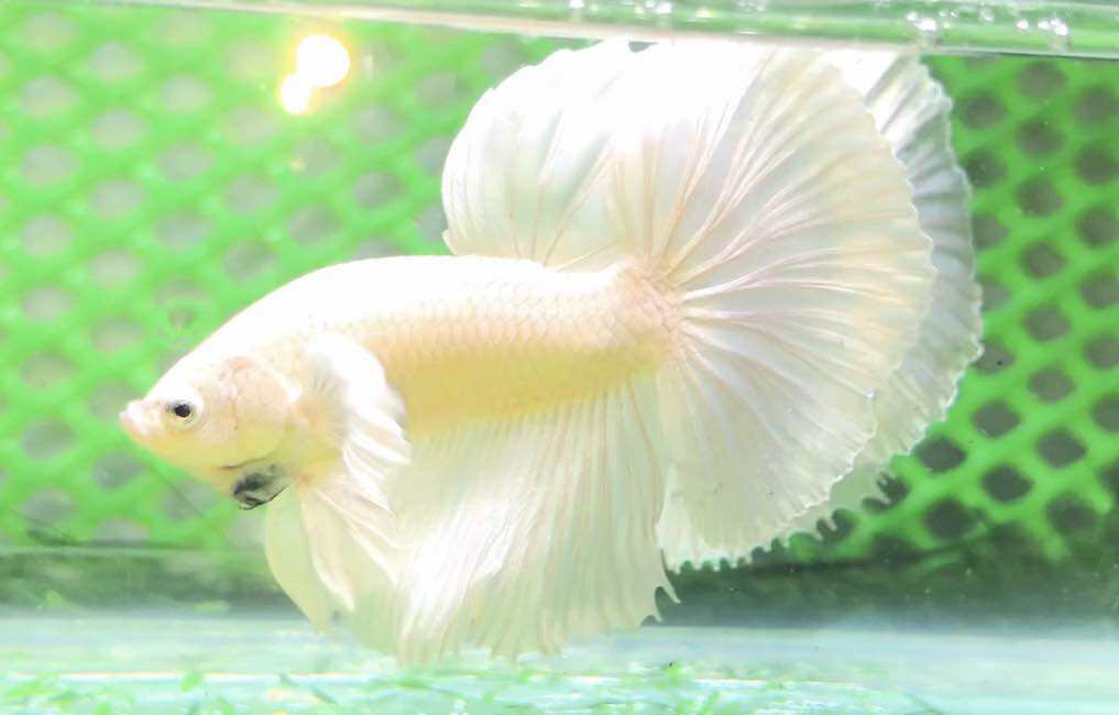 Betta Dumbo White Halfmoon - full trắng - tay bơi to - trang trí hồ cá