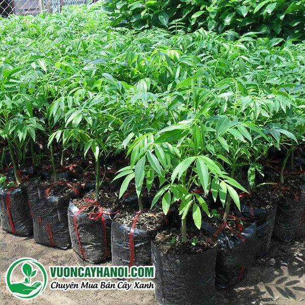 CÂY GIỐNG CÓC THÁI CHO QUẢ QUANH NĂM