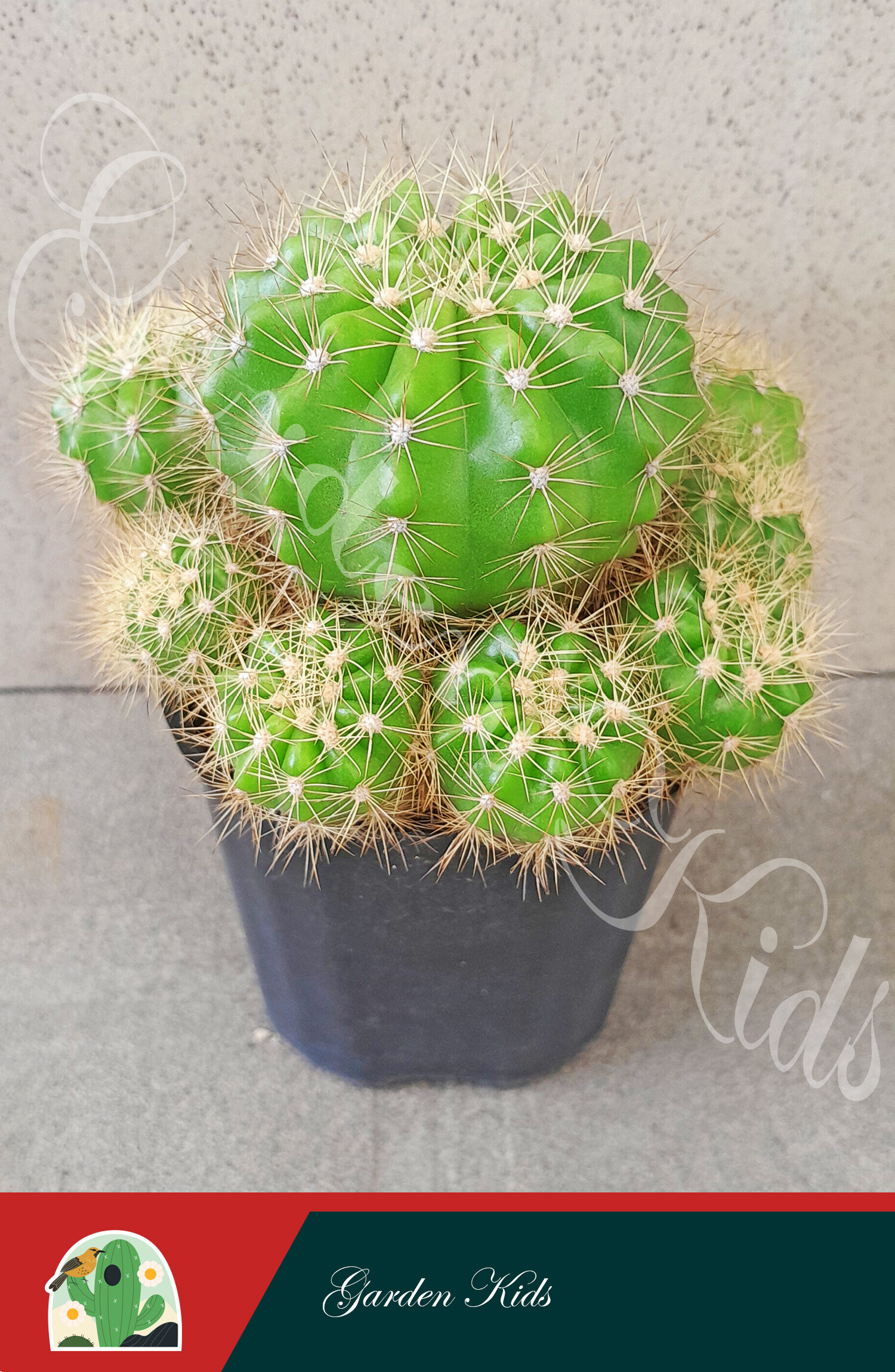 Xương rồng bí xanh bụi (Echinopsis Calochlora)