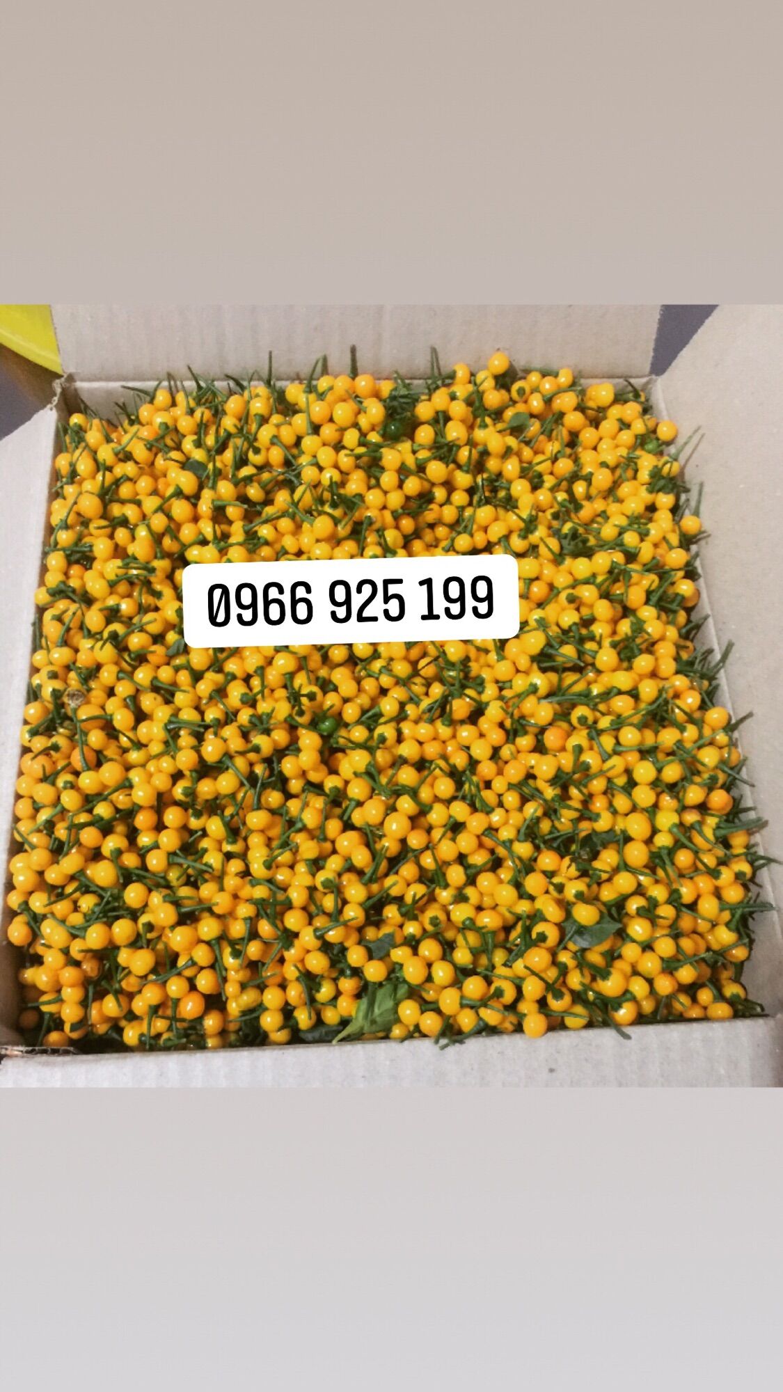 100g ớt Aji charapita quả tươi hay ớt peru tặng bịch 20 hạt giống