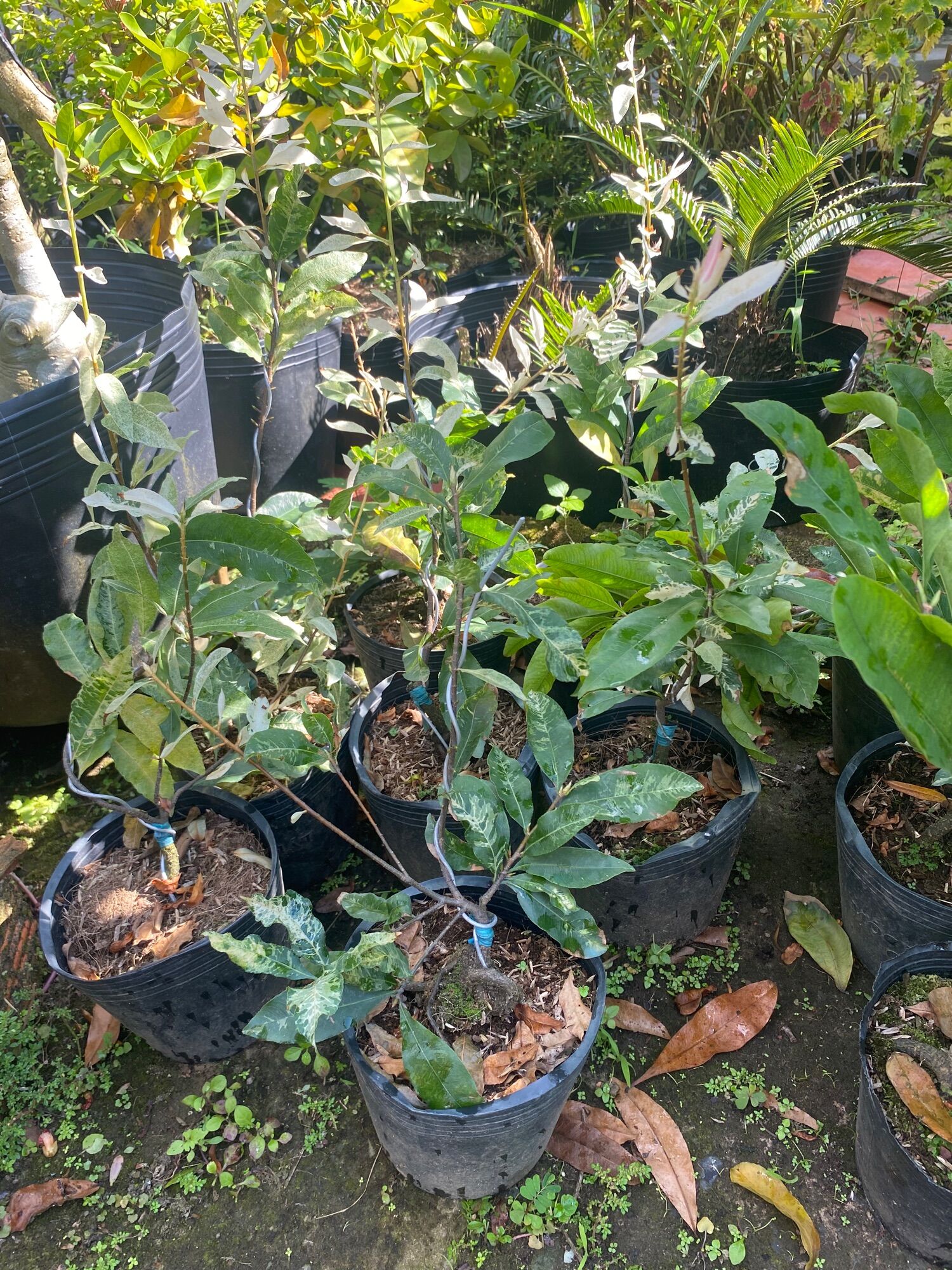 Combo 1 mai trắng , 1 mai tự quắn