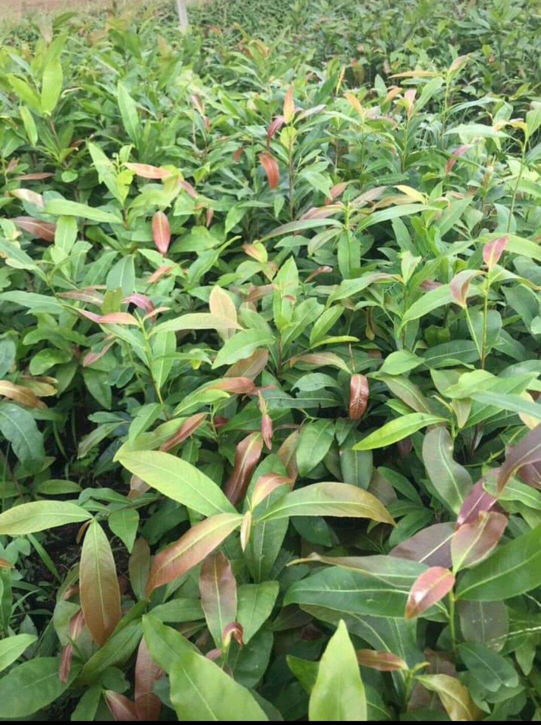 Cây Mai Con đẹp mê ly