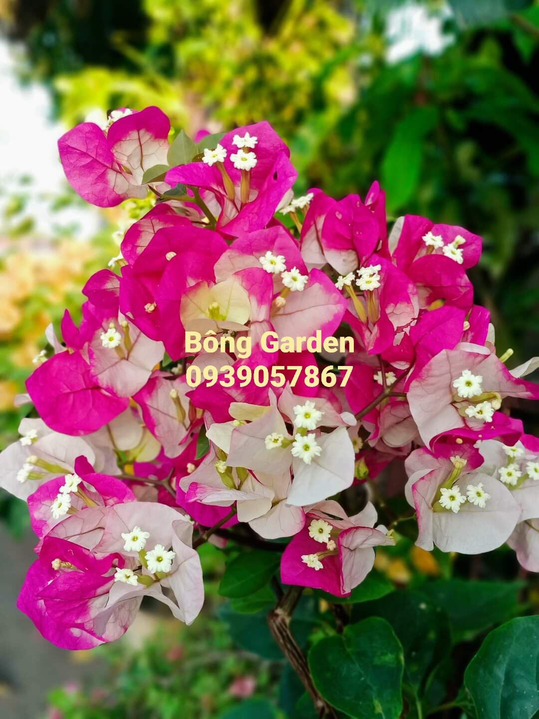 Bong Garden_ Cây giống hoa giấy đổi màu ấn độ, thay đổi từ 5 đến 7 màu tùy theo lứa hoa