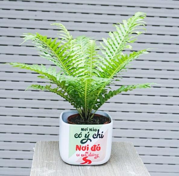 Cây Dương xỉ để bàn
